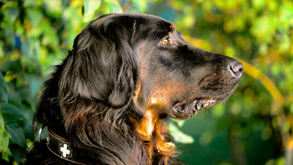 black Labrador